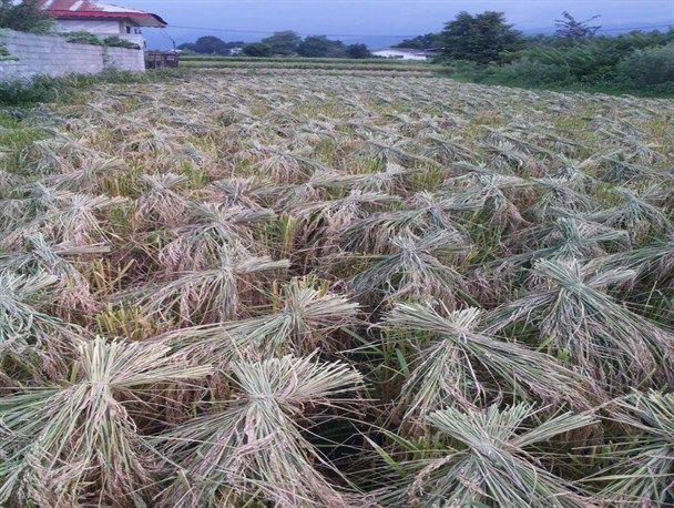 پایان برداشت برنج درشهرستان املش