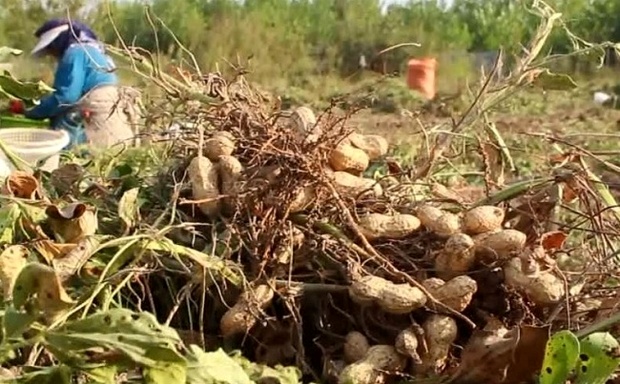 کاشت بادام زمینی در شهرستان تالش آغاز گردید 