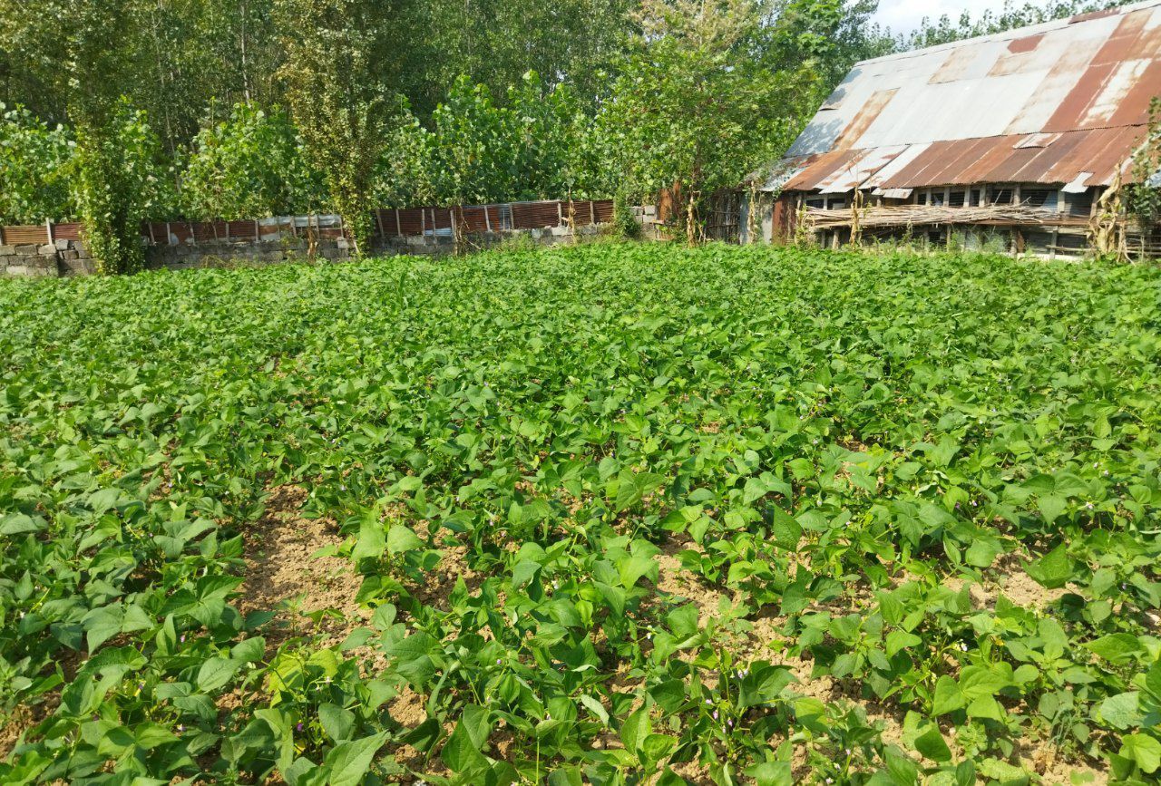 مدیر جهاد کشاورزی خبر داد:  کشت دوم در 18 هزار هکتار از شالیزارهای صومعه سرا