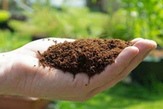 آغاز طرح استفاده از کودهای بیولوژیک در باغات زیتون شهرستان رودبار