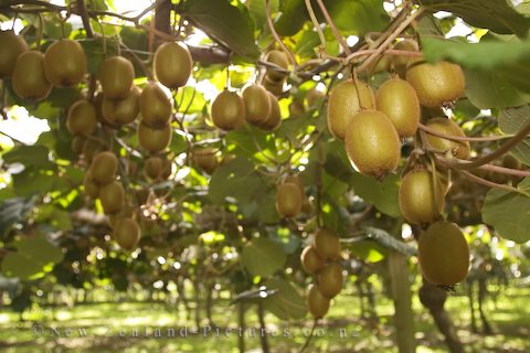 کیوی گیلان میوه صادراتی استراتژیک کشور