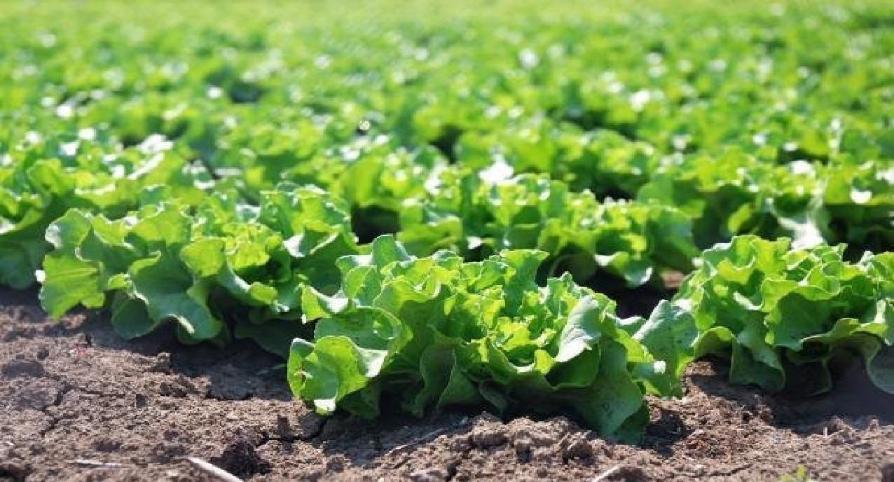 ۱۰۰ هزار تن محصول در سبد تولید پاییزه محصولات کشت دوم گیلان