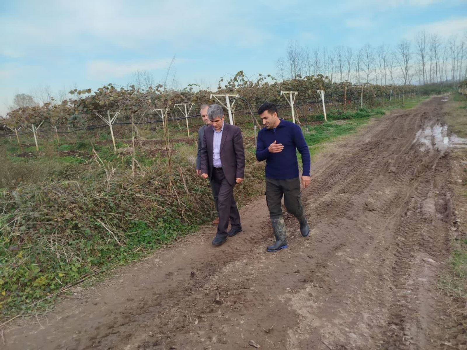 بازدید رئیس سازمان جهاد کشاورزی استان گیلان از باغ الگویی کیوی بخش سنگر رشت