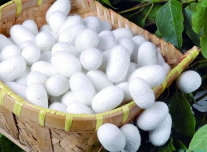 ۴۰۶ تن پیله‌تر ابریشم در گیلان تولید شد