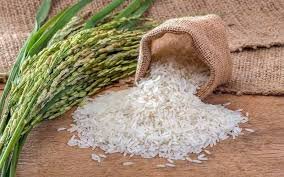 برنامه‌ریزی برای افزایش تولید برنج سفید در آستانه اشرفیه