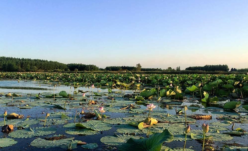 کشاورزی همسو با محیط زیست در روستاهای حاشیه تالاب انزلی