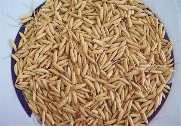 توزیع بذر گواهی شده برنج در شهرستان تالش