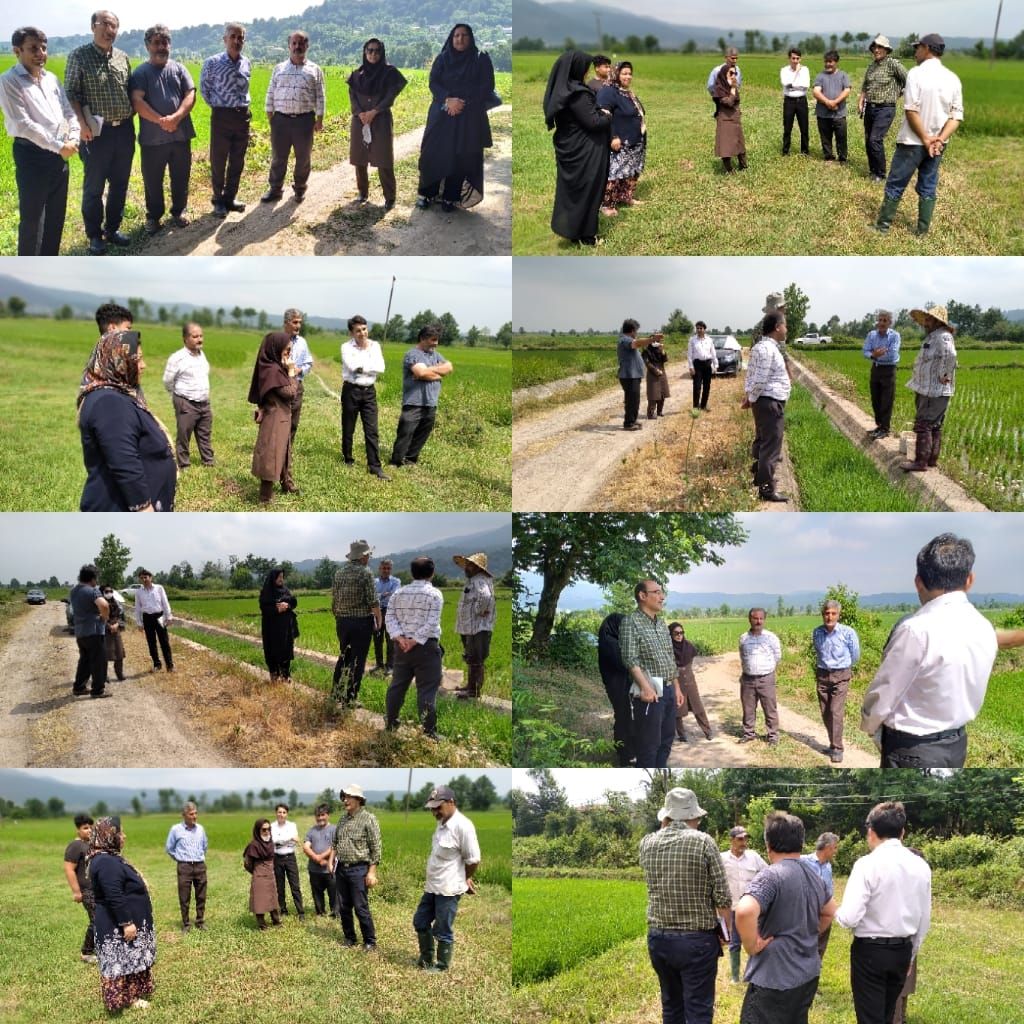 آموزش های کشت قراردادی برنج با حضور محققین در شهرستان رودبار