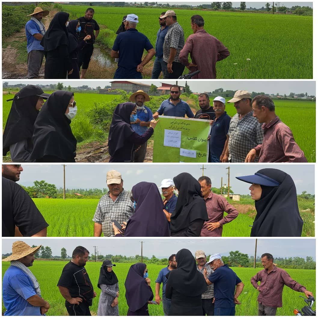 کارگاه آموزشی مدیریت علف های هرز و آفات و بیماریهای برنج برای تعدادی از کشاورزان مجری طرح کشت قراردادی برنج مرکز گلسفید شهرستان لنگرود برگزارشد