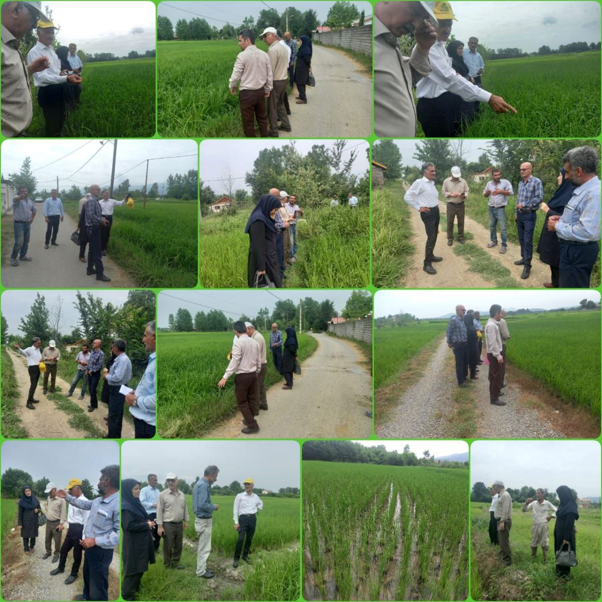 حضور محققین معین  از موسسه تحقیقات برنج کشور در شهرستان سیاهکل و بازدید از اراضی روستای مالفجان 