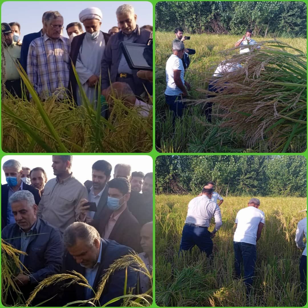 اولین برداشت برنج  استان گیلان در شهرستان خمام
