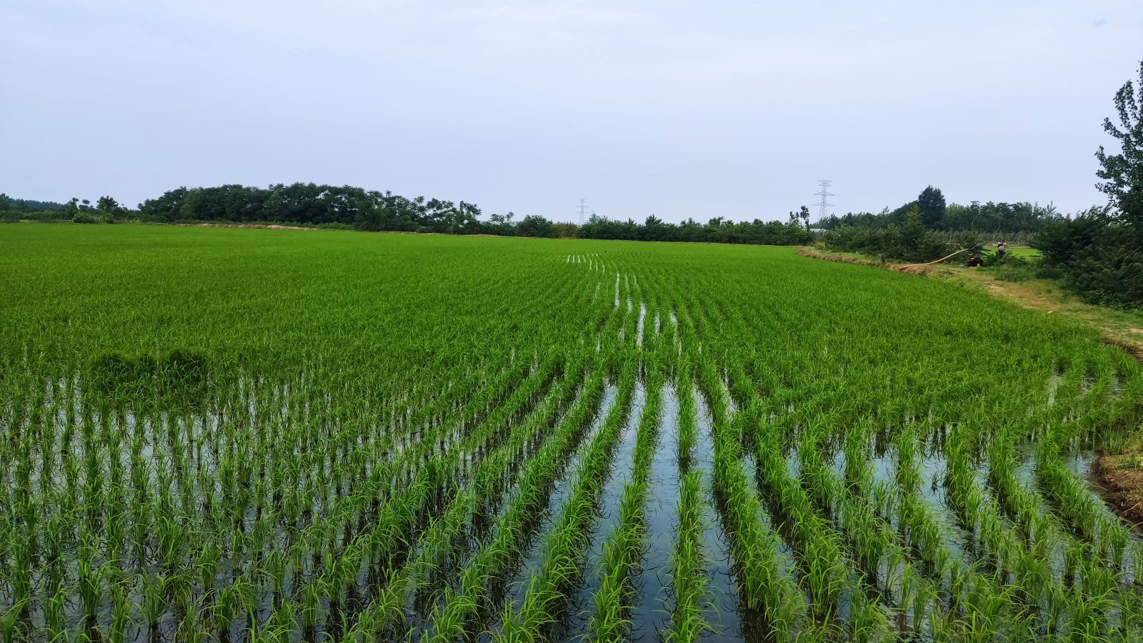 انجام نشاء برنج در ۹۴ درصد اراضی شالیزاری گیلان