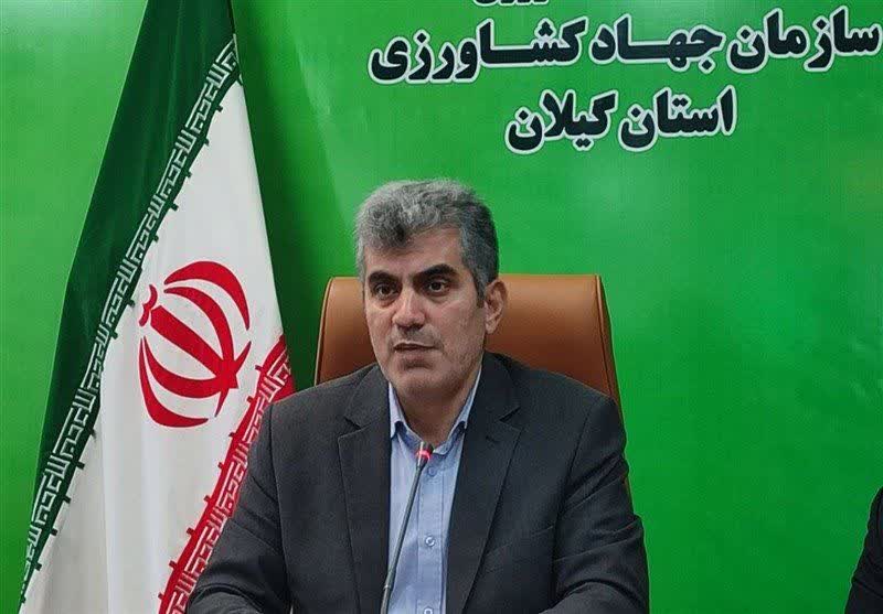 رئیس سازمان جهاد کشاورزی گیلان مطرح کرد ظرفیت تامین بازار برنج در کشور وجود دارد