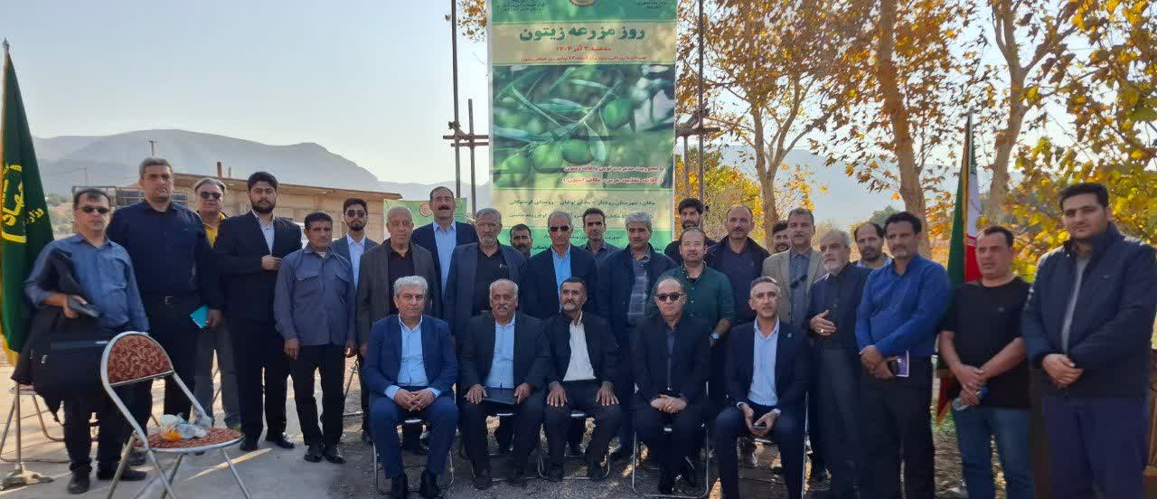 برگزاری «روز مزرعه زیتون» در قره‌تیکان رودبار همزمان با روز ملی زیتون