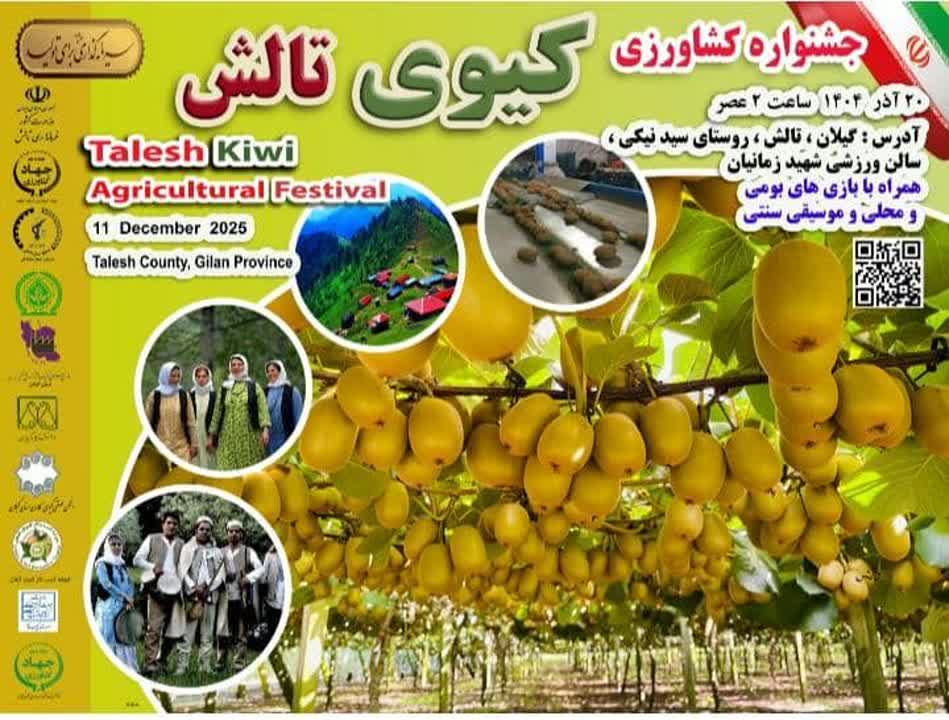 جشنواره شکرانه برداشت کیوی در تالش برگزار می‌شود