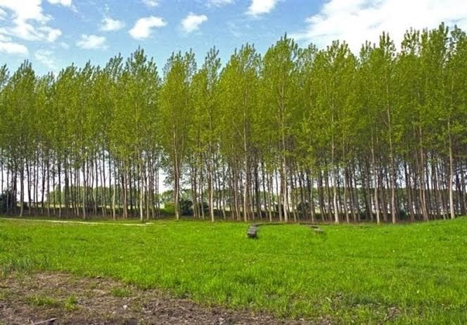 مزایده زراعت چوب «هفت دغنان» در گیلان روی میز سرمایه‌گذاران