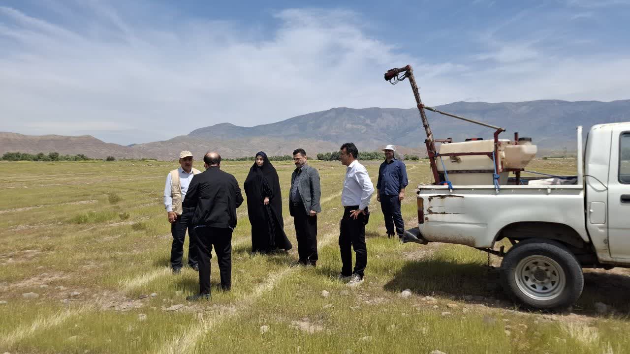 محمدی: پایش و مبارزه با ملخ مراکشی در ۴ شهرستان گیلان ادامه دارد