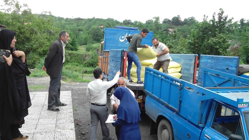 اجرای پروژه بهبود تغذیه دام سنگین در شهرستان املش