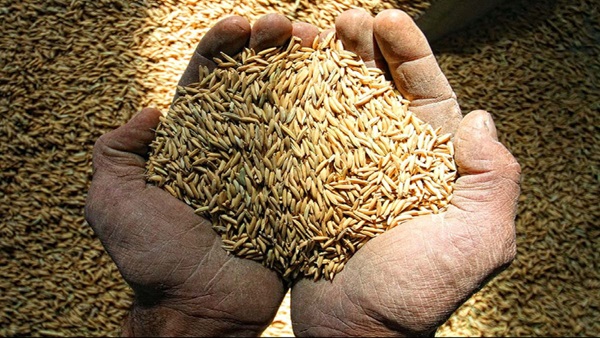 سال طلایی برنجکاری در گیلان