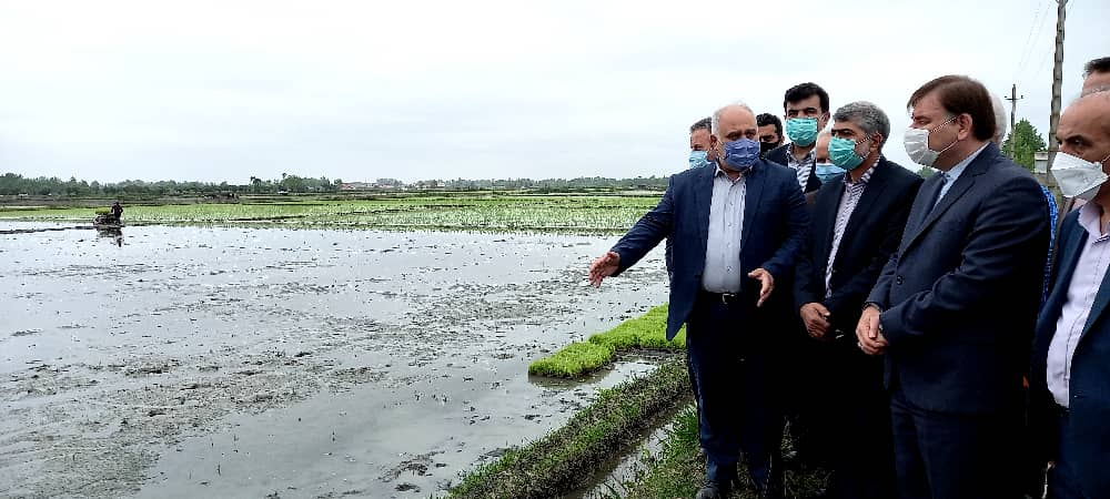 آغاز نشاء برنج در گیلان