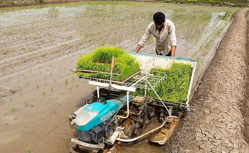 رئیس جهاد کشاورزی استان خبر داد:  نشای ۷۱ هزار هکتار از شالیزارهای گیلان 