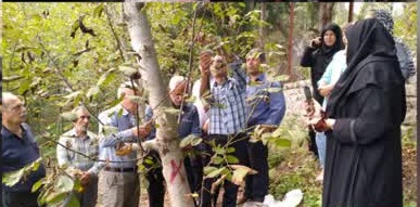 باغداران رودبار با مدیریت نوین درختان گردو آشنا شدند